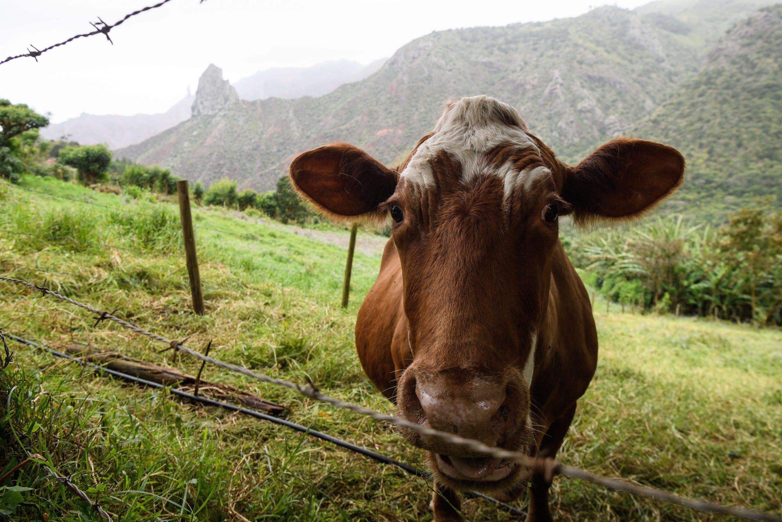 Explosion Kills Thousands of Cattle at Texas Dairy Farm