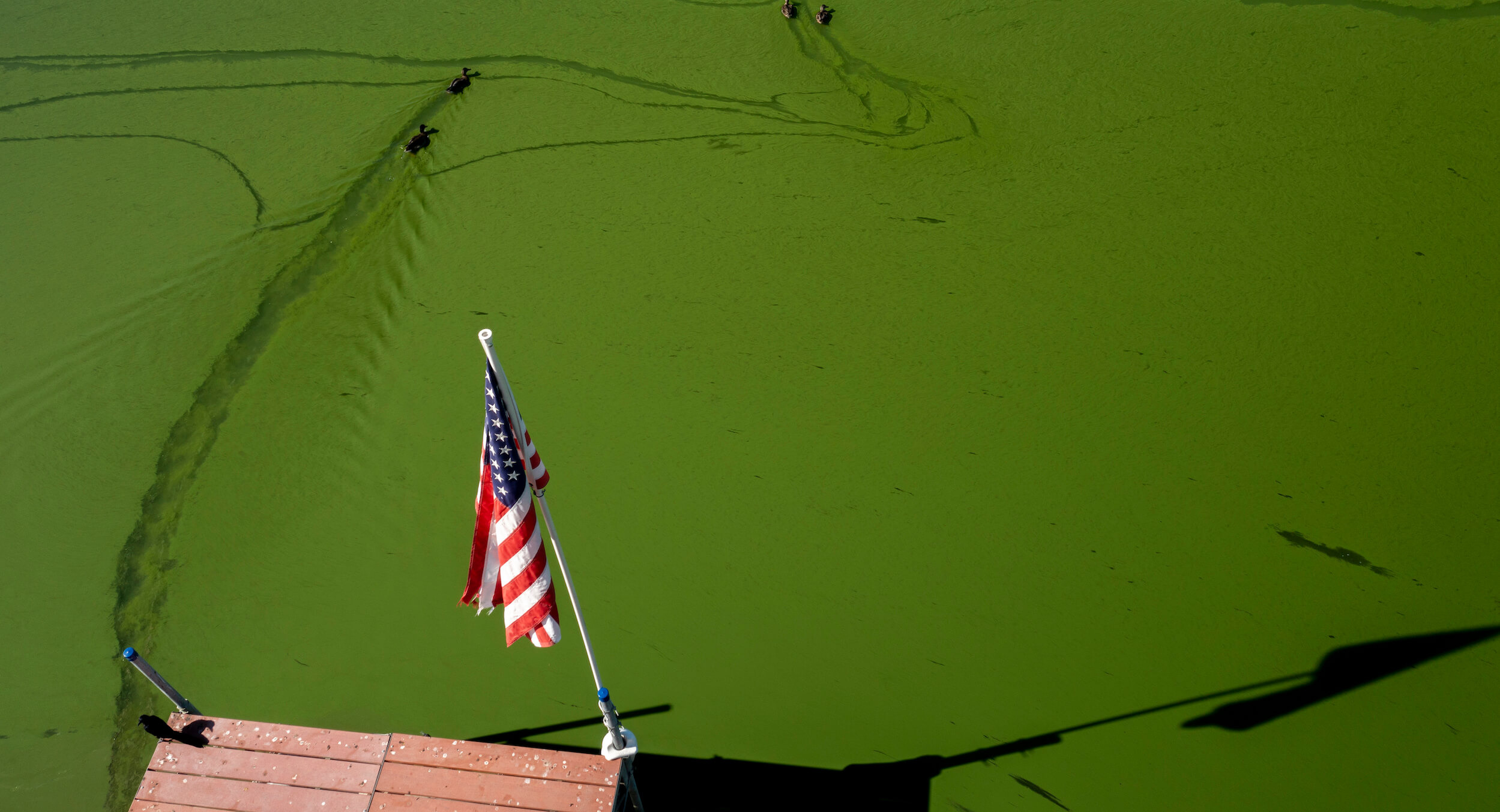 DeSantis, Newsom, and the Algae Apocalypse › American Greatness