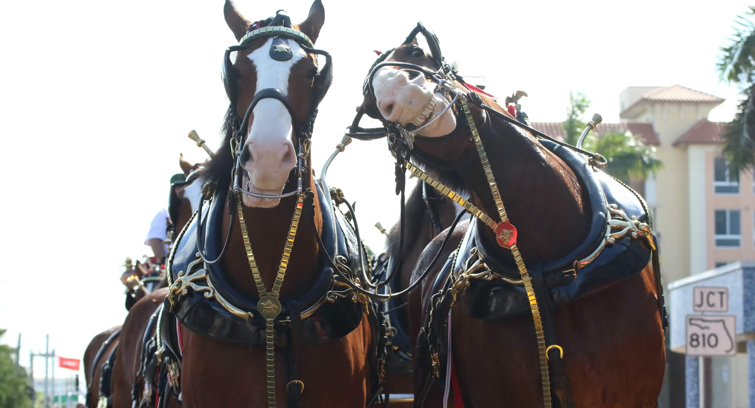 Anheuser-Busch Thinks We're Idiots