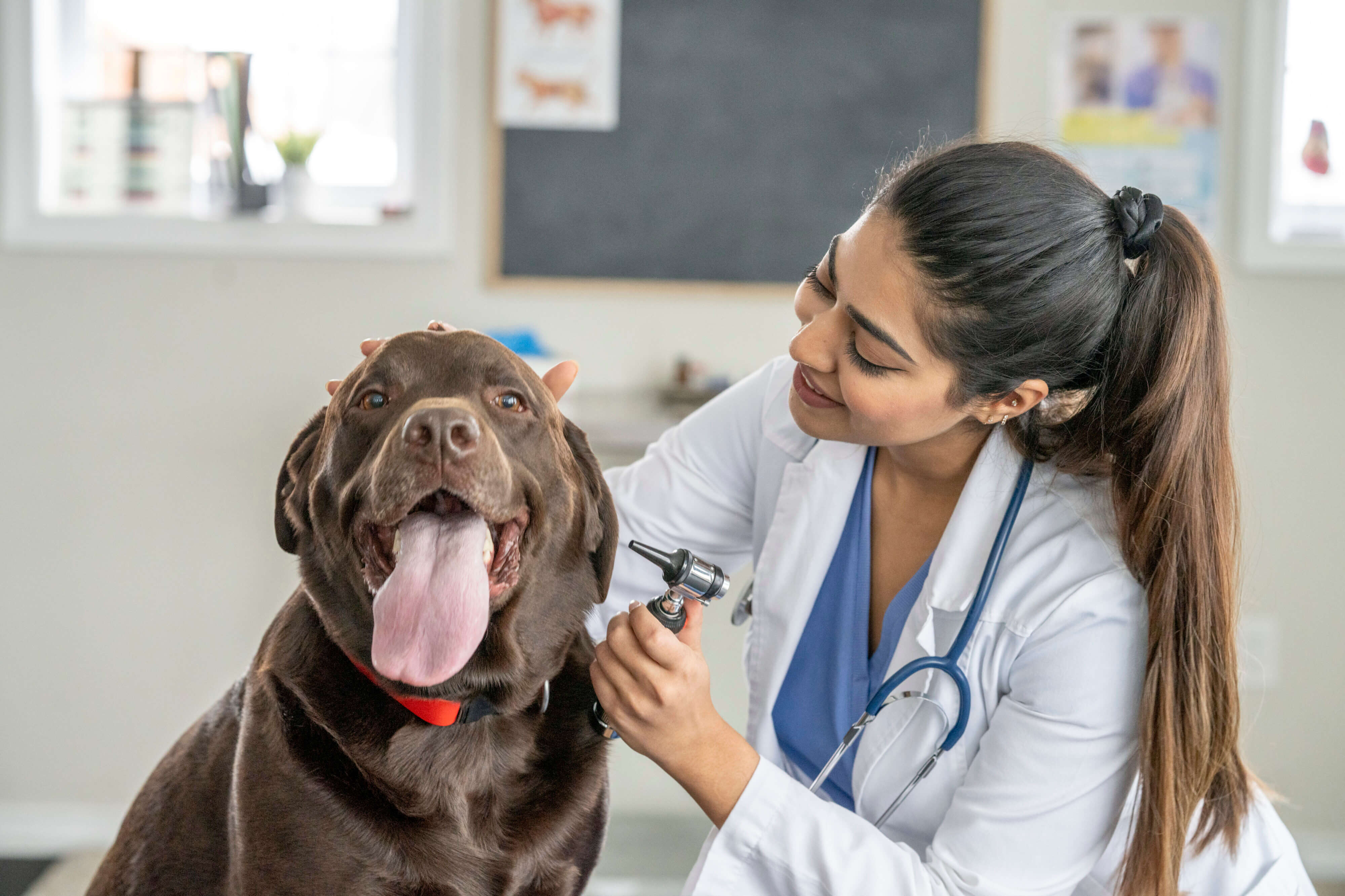 Study: Critical Race Theory Being Taught at 8 out of 11 Top Veterinary Schools